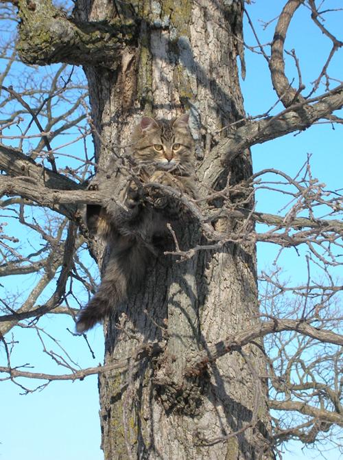 meow.jpg (86464 bytes)