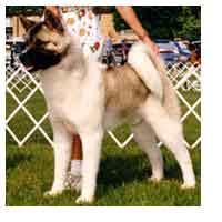 Rockie