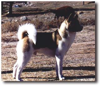 Rockie