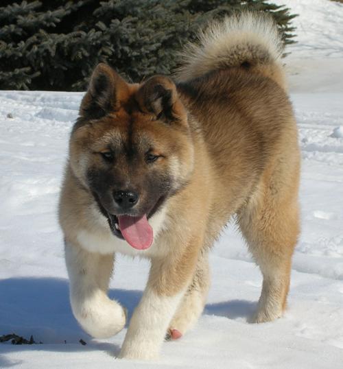 scout_snow.jpg (35539 bytes)