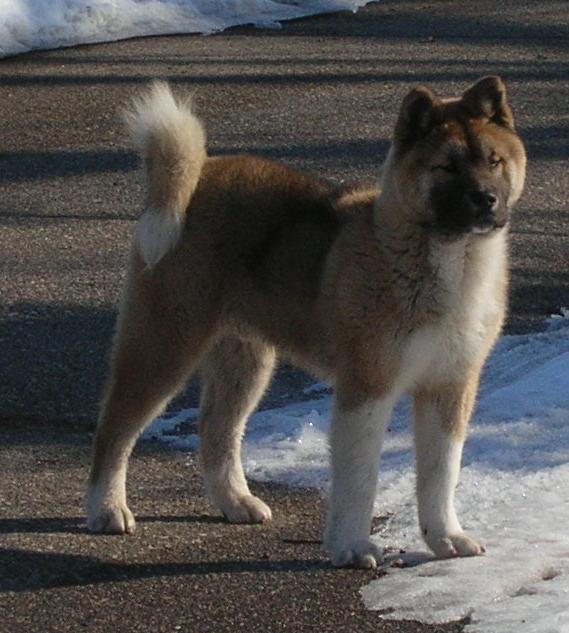 scout_snowd.jpg (56458 bytes)