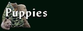 but_new_puppies.jpg (4272 bytes)