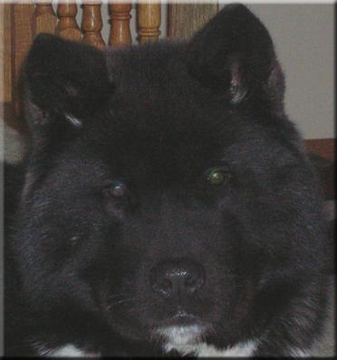 snugs_hd.jpg (15204 bytes)